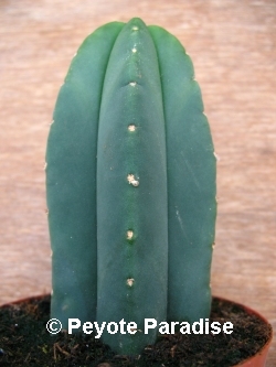 Kale San Pedro-Trichocereus scopulicola-4 ribben- 5+cm-PLANT