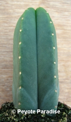 Kale San Pedro-Trichocereus scopulicola-5 ribben- 3+cm-PLANT