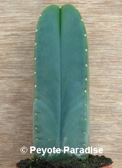 Kale San Pedro-Trichocereus scopulicola-4 ribben-12+cm-PLANT