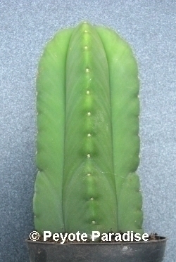 Kale San Pedro-Trichocereus scopulicola-5 ribben-10+cm-PLANT