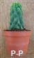 San Pedro Cactus monstervorm -  7+ cm - PLANT IN POT