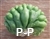 San Pedro Cactus crest / cristate - 5+ cm - CUTTING