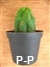 San Pedro Cactus monstervorm - 5+ cm - PLANT IN POT