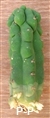 San Pedro monstrous form / monstruosus -  5+ cm - CUTTING