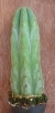 San Pedro Cactus = Trichocereus pachanoi - 15+ cm - PLANT
