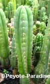 Peruvian Torch Cactus - Huancabamba - 55+ cm - STEK 