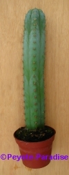 San Pedro Cactus = Trichocereus pachanoi - 40+ cm - PLANT 