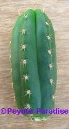 Peruvian Torch Cactus - Huancabamba - 10+ cm - STEK 