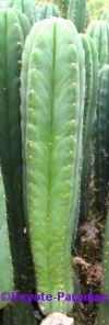 San Pedro Cactus = Trichocereus pachanoi - 50 - 60 cm - STEK 