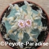 Lophophora williamsii - Peyote Cactus - 6+ cm - PLANT 