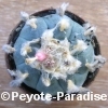 Lophophora williamsii - Peyote Cactus - 5+ cm - PLANT 