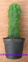 San Pedro Cactus monstervorm - 15+ cm - PLANT IN POT 