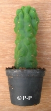 San Pedro Cactus monstervorm - 20+ cm - PLANT IN POT 