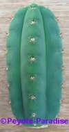 San Pedro Cactus = Trichocereus pachanoi -  7+ cm - STEK