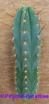 Peruvian Torch Cactus - Matucana - 20+ cm - DIKKE STEK 