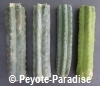 San Pedro Cactus Stekken voor Ceremonieel gebruik - 50+ cm 