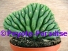 San Pedro Cactus kamvorm / cristaat - 10+ cm - PLANT IN POT 