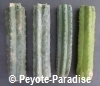 Peruvian Torch Cactus Stekken voor Ceremonies - 50+ cm 