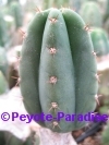 San Pedro Cactus = Trichocereus pachanoi -  4+ cm - STEK 