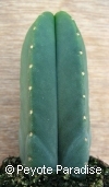 Kale San Pedro-Trichocereus scopulicola-5 ribben- 5+cm-PLANT 