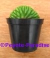 San Pedro Cactus kamvorm / cristaat -  5+ cm - PLANT IN POT 