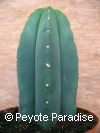 Kale San Pedro-Trichocereus scopulicola-4 ribben- 3+cm-PLANT 