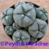 Peyote Decipiens f. caespitosa - 5+ cm - PLANT 