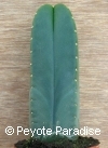 Kale San Pedro-Trichocereus scopulicola-4 ribben-13+cm-PLANT 