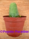 Penis Cactus - lang en dun met 2 ribben - 15+ cm - PLANT 