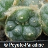 Peyote Decipiens forma caespitosa - 2,0 + cm - STEK 