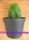 San Pedro Cactus monstervorm -  5+ cm - PLANT IN POT 