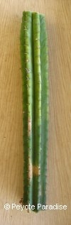San Pedro Cactus - 12 jaar oud & verwaarloosd - 50+ cm -STEK 
