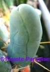 Penis Cactus (klein) met 3 ribben -  5+ cm - STEK 