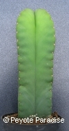 Kale San Pedro-Trichocereus scopulicola-4 ribben-15+cm-PLANT 